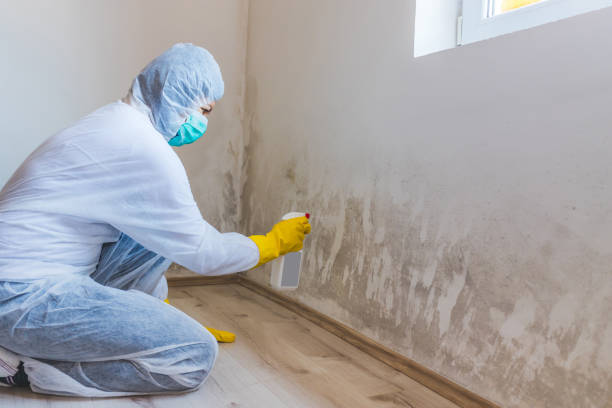 Professional mold removal team in La Vergne